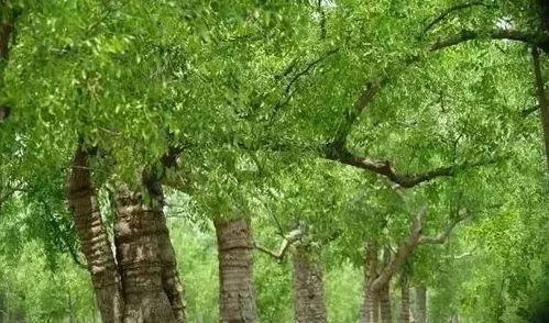 速看 河北這24個鄉村上榜 國家級 名單 有你的家鄉嗎