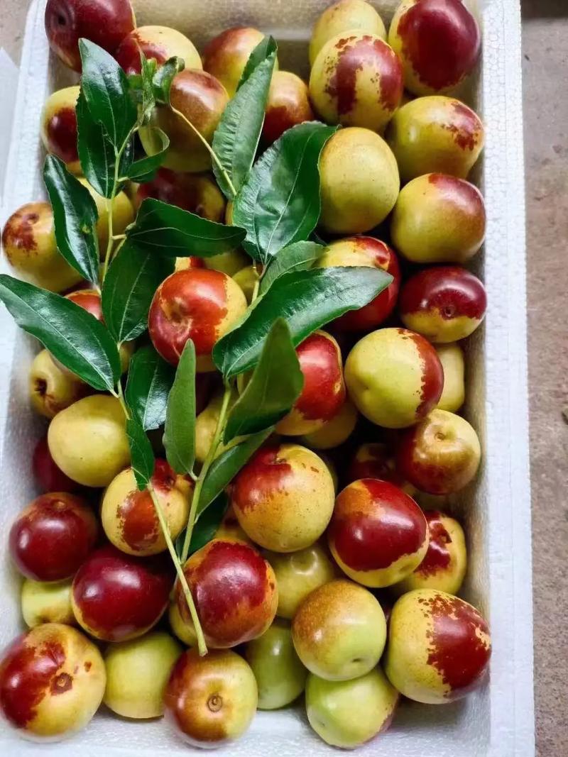 黃驊冬棗 自然饋贈(zèng)，甜美健康，等您下單