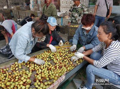 黃驊冬棗 從枝頭甘甜到產(chǎn)業(yè)鏈的無限延伸